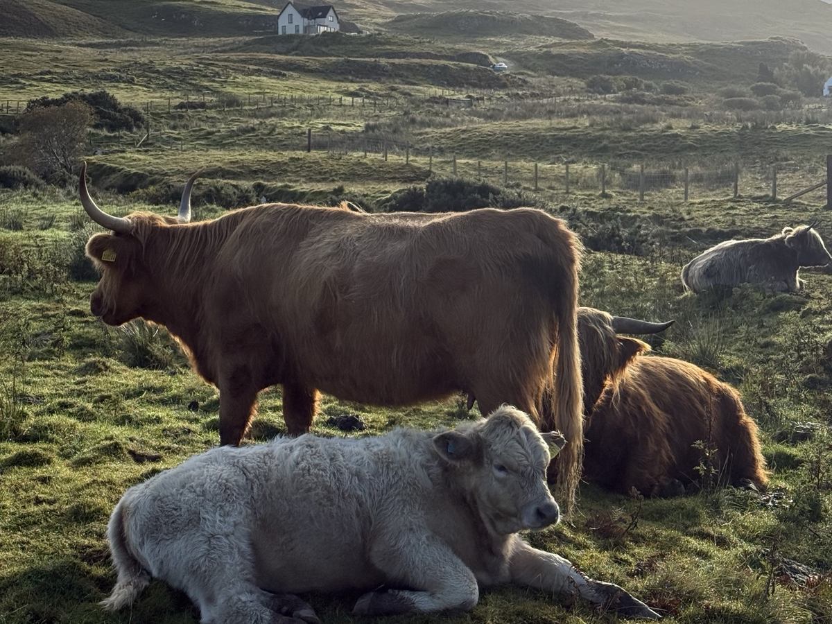Highland cows and a pale calf resting on the hillside on Skye
